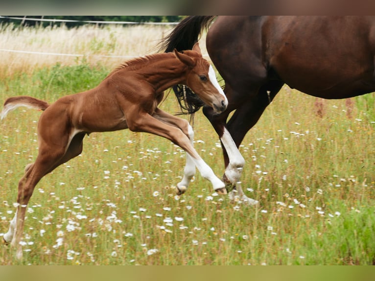 Mecklenburg Warmblood Mare Foal (03/2025) 16,2 hh Chestnut in Alt Sch&#xF6;nau