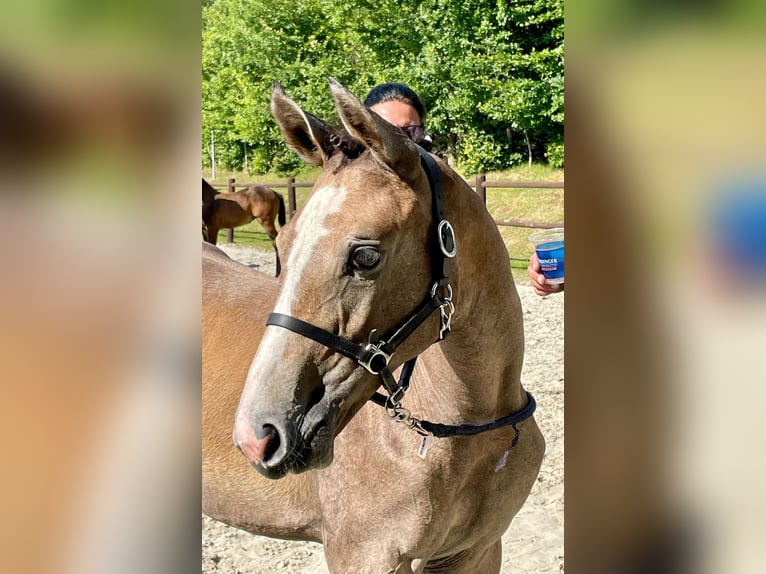 Mecklenburg Warmblood Mare Foal (04/2024) 17 hh Gray-Dapple in Helmshagen II