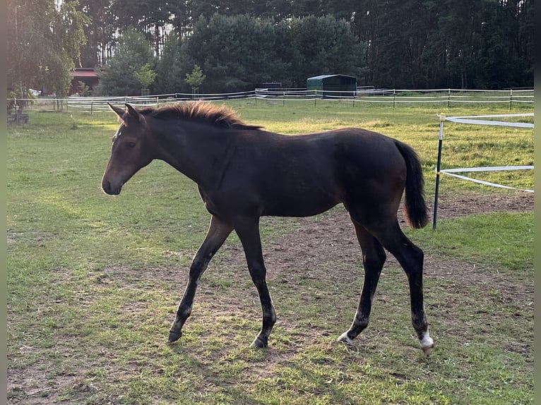 Mecklenburg Warmblood Mare Foal (04/2024) Bay-Dark in Loddin