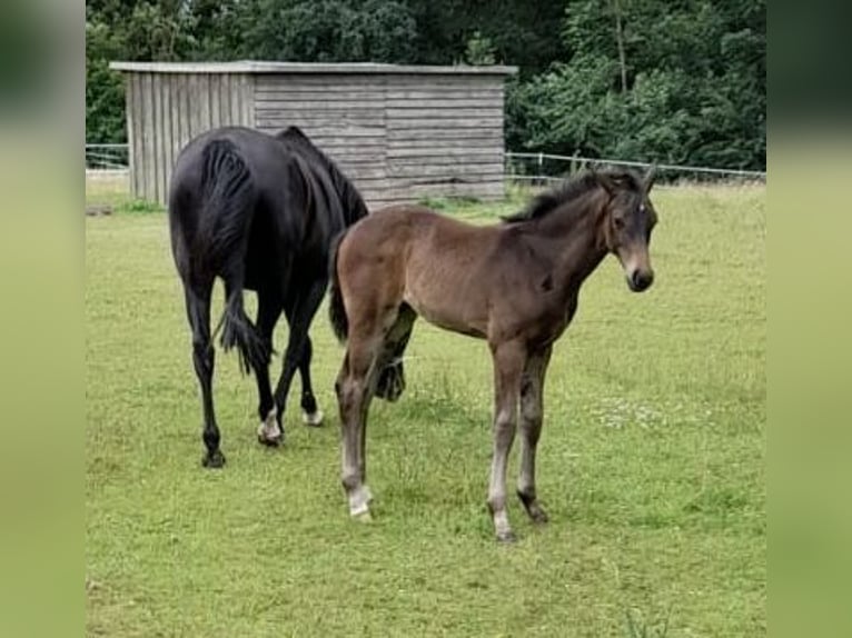 Mecklenburg Warmblood Mare Foal (04/2024) Bay-Dark in Loddin