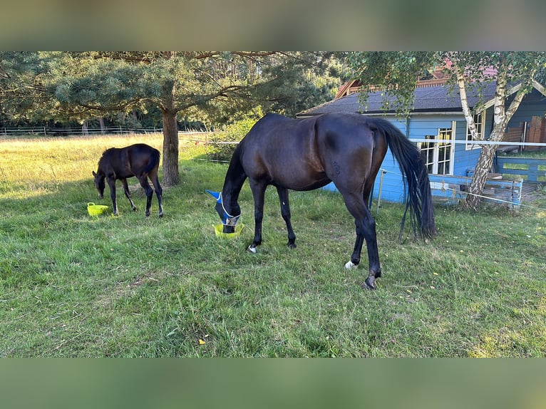 Mecklenburg Warmblood Mare Foal (04/2024) Bay-Dark in Loddin