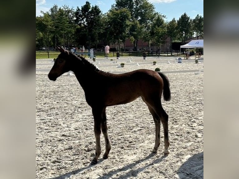 Mecklenburg Warmblood Mare Foal (04/2024) Bay-Dark in Loddin