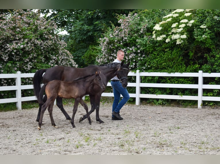 Mecklenburg Warmblood Mare Foal (05/2026) Black in Ulrichshorst