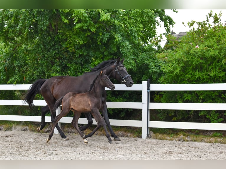 Mecklenburg Warmblood Mare Foal (05/2026) Black in Ulrichshorst