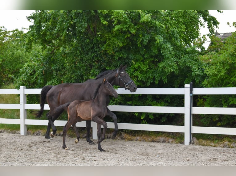 Mecklenburg Warmblood Mare Foal (05/2026) Black in Ulrichshorst