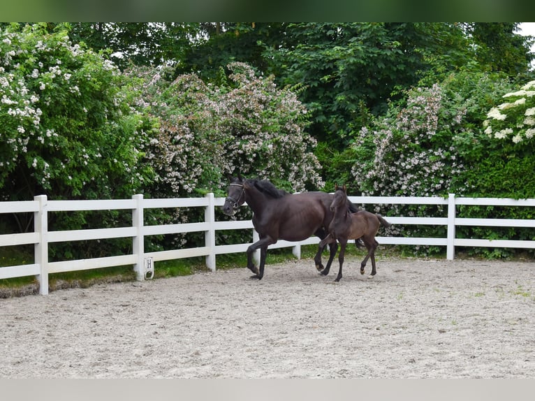 Mecklenburg Warmblood Mare Foal (05/2026) Black in Ulrichshorst