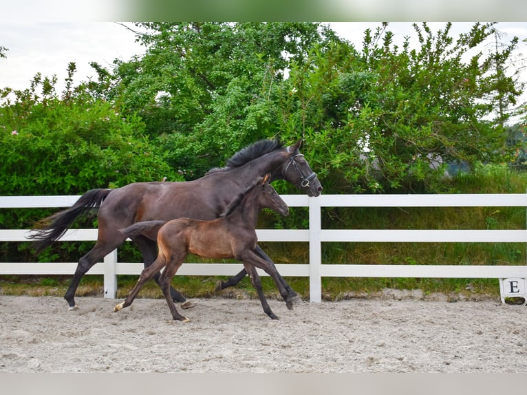 Mecklenburg Warmblood Mare Foal (05/2026) Black in Ulrichshorst
