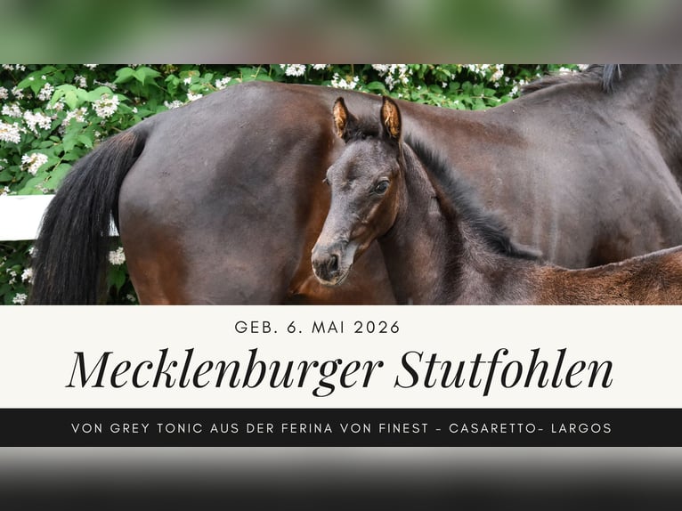 Mecklenburg Warmblood Mare Foal (05/2026) Black in Ulrichshorst