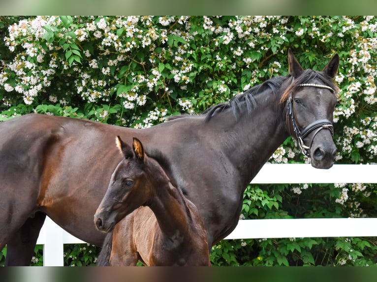 Mecklenburg Warmblood Mare Foal (05/2026) Black in Ulrichshorst