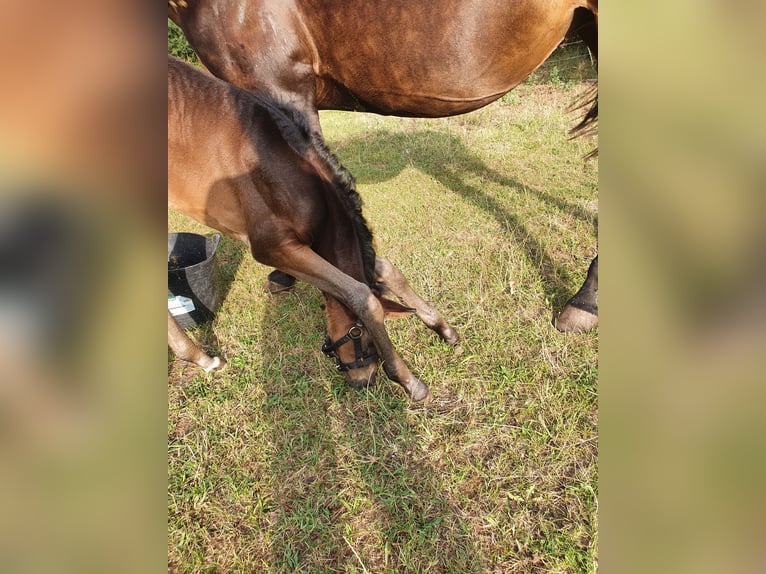 Mecklenburg Warmblood Mare Foal (07/2026) Brown in Luckau