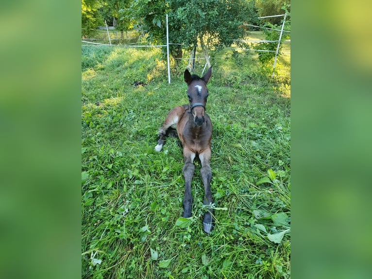 Mecklenburg Warmblood Mare Foal (07/2026) Brown in Luckau