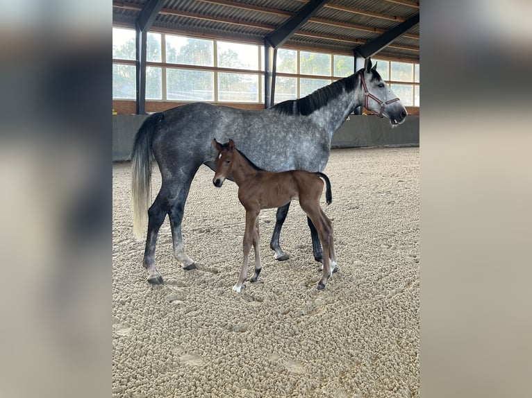 Mecklenburg Warmblood Mare Foal (06/2025) Brown in Papenhagen