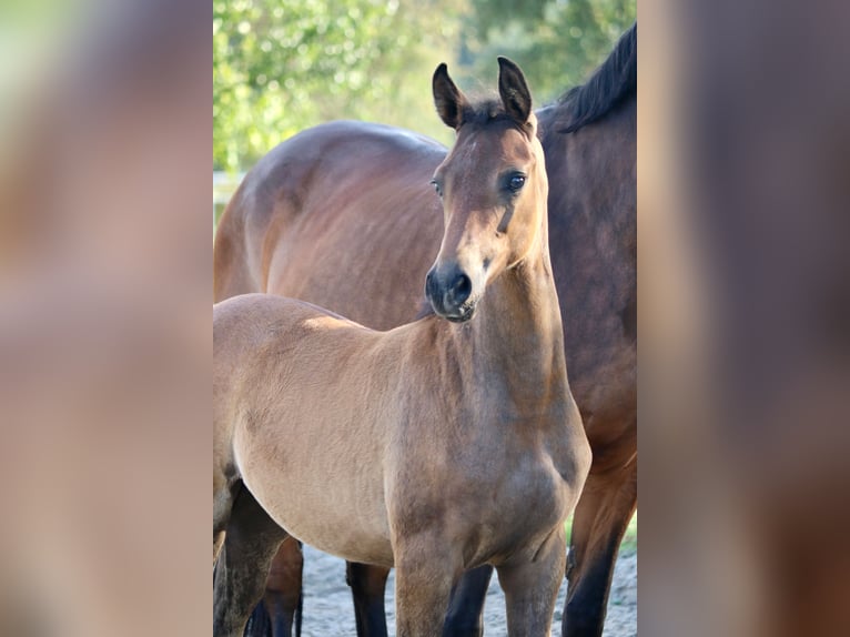 Mecklenburg Warmblood Mare Foal (06/2024) Brown in Dachtmissen