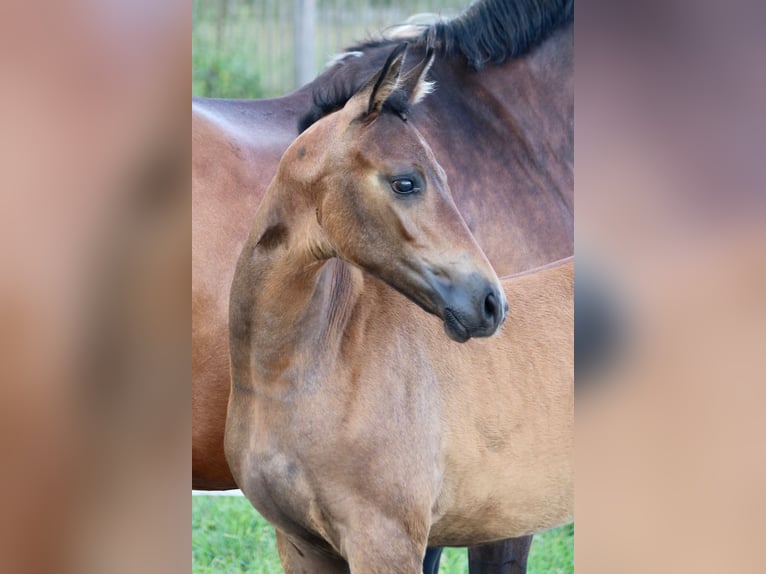 Mecklenburg Warmblood Mare Foal (06/2024) Brown in Dachtmissen