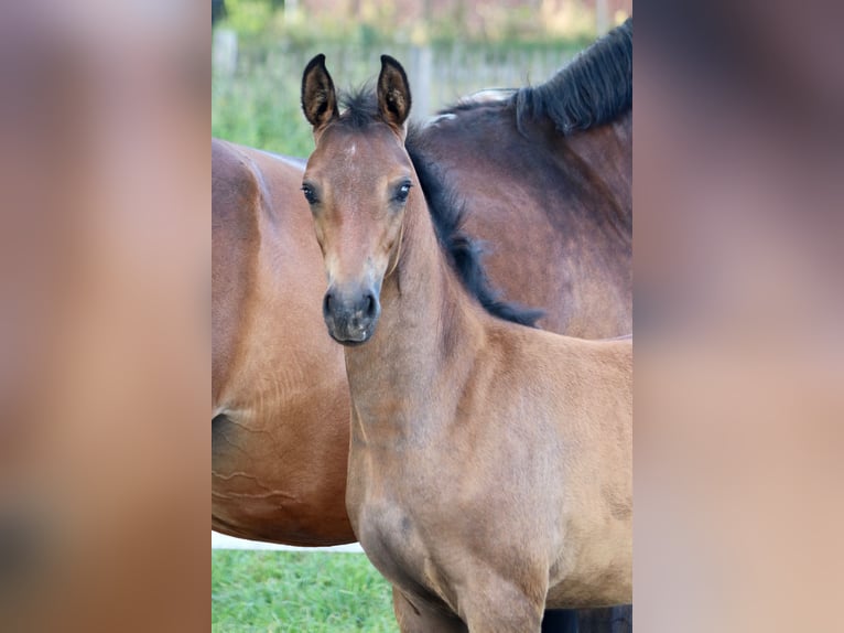 Mecklenburg Warmblood Mare Foal (06/2024) Brown in Dachtmissen