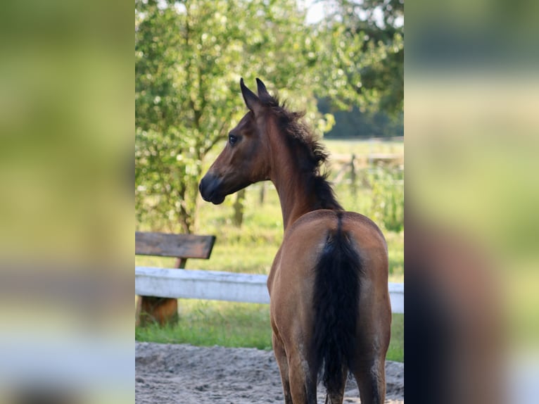 Mecklenburg Warmblood Mare Foal (06/2024) Brown in Dachtmissen