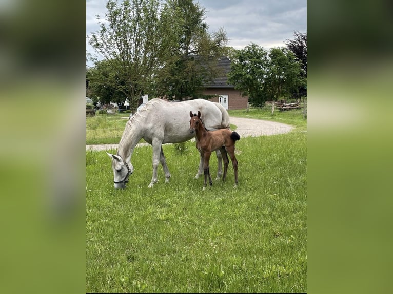 Mecklenburg Warmblood Mare Foal (05/2024) Can be white in Warnkenhagen