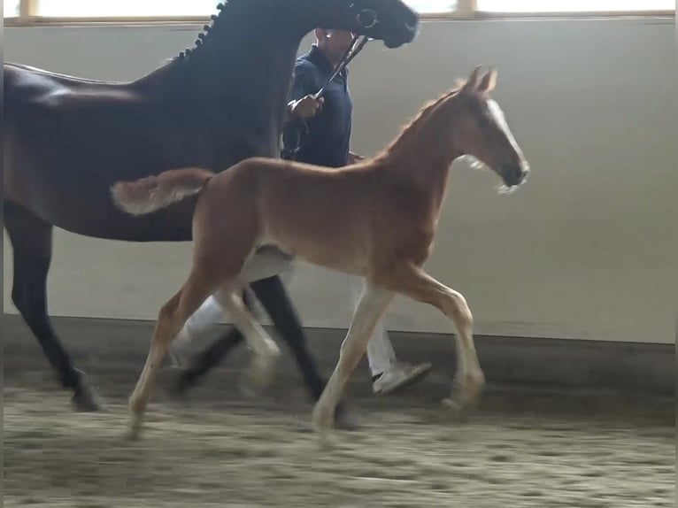 Mecklenburg Warmblood Mare Foal (05/2024) Chestnut-Red in Bütow