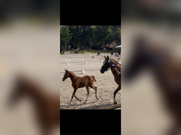 Mecklenburg Warmblood Mare Foal (05/2025) Chestnut-Red in Demmin