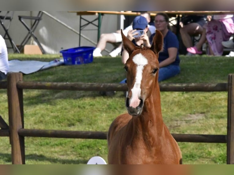 Mecklenburg Warmblood Mare Foal (05/2025) Chestnut-Red in Demmin