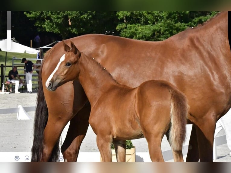Mecklenburg Warmblood Mare Foal (05/2025) Chestnut-Red in Demmin