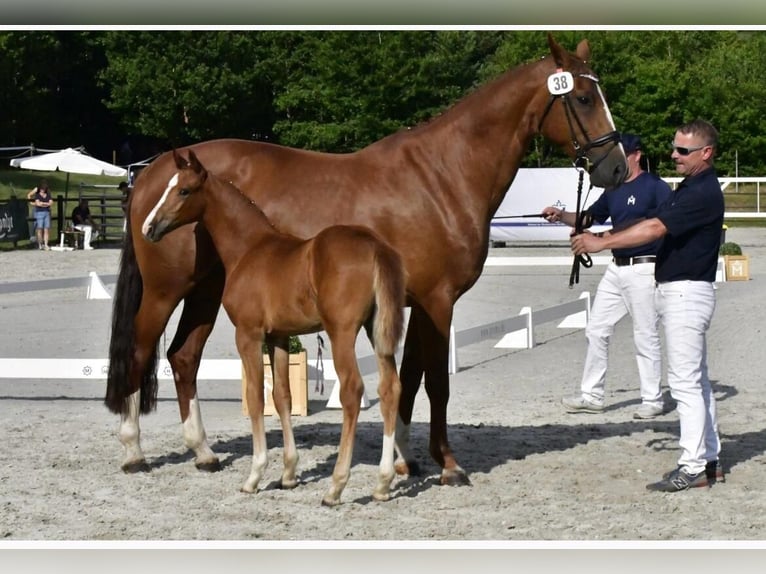 Mecklenburg Warmblood Mare Foal (05/2025) Chestnut-Red in Demmin