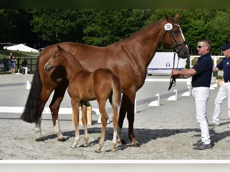 Mecklenburg Warmblood Mare Foal (05/2025) Chestnut-Red in Demmin