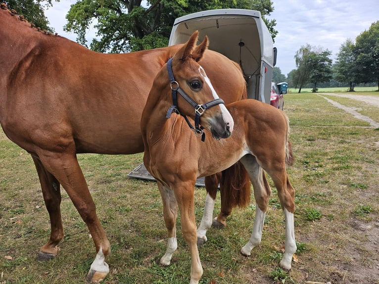 Mecklenburg Warmblood Mare Foal (07/2025) Chestnut-Red in Friedrichsruhe