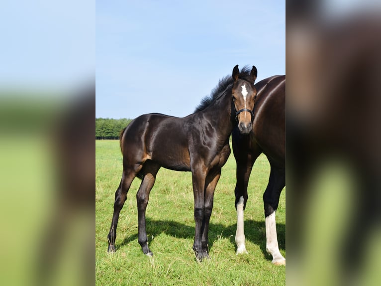 Mecklenburg Warmblood Mare Foal (04/2025) Smoky-Black in Moraas