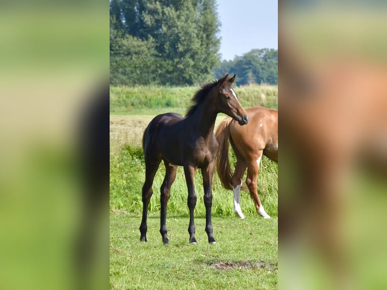 Mecklenburg Warmblood Mare Foal (04/2025) Smoky-Black in Moraas