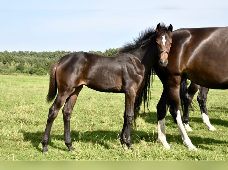 Mecklenburg Warmblood Mare Foal (04/2025) Smoky-Black in Moraas