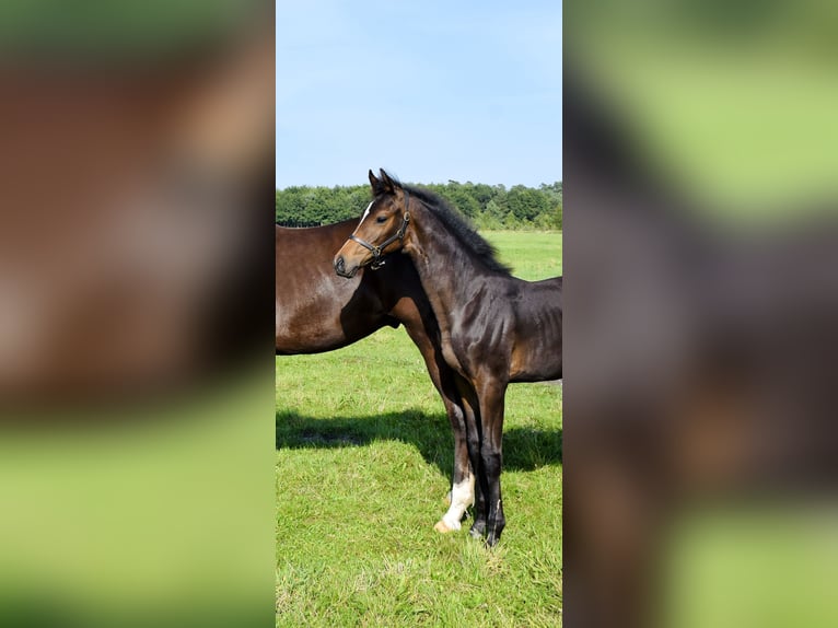 Mecklenburg Warmblood Mare Foal (04/2025) Smoky-Black in Moraas
