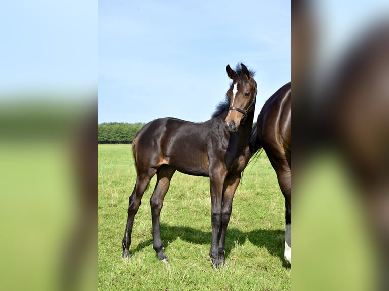 Mecklenburg Warmblood Mare Foal (04/2025) Smoky-Black in Moraas