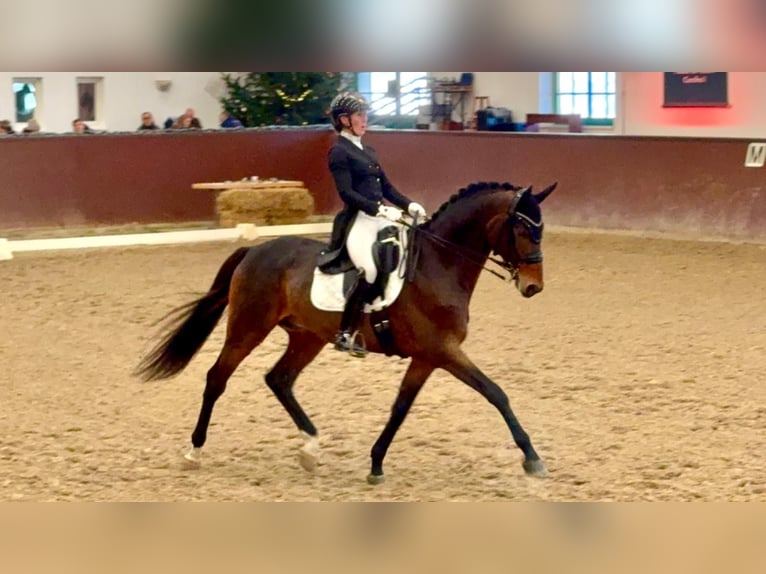 Mecklenburg Warmblood Stallion 10 years 16.2 hh Brown in Ganschow