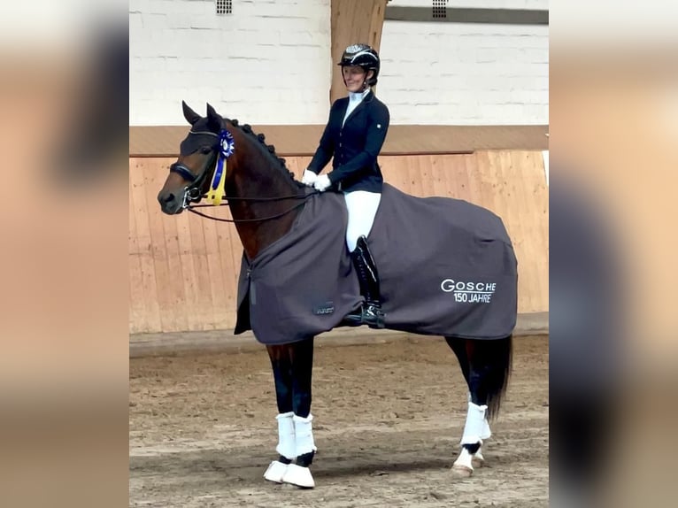 Mecklenburg Warmblood Stallion 10 years 16.2 hh Brown in Ganschow