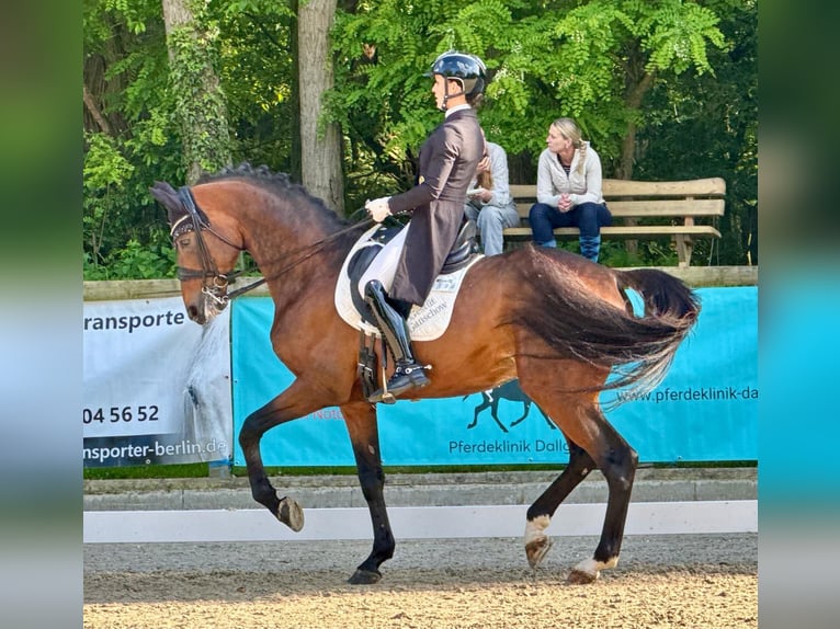Mecklenburg Warmblood Stallion 10 years 16,2 hh Brown in Ganschow