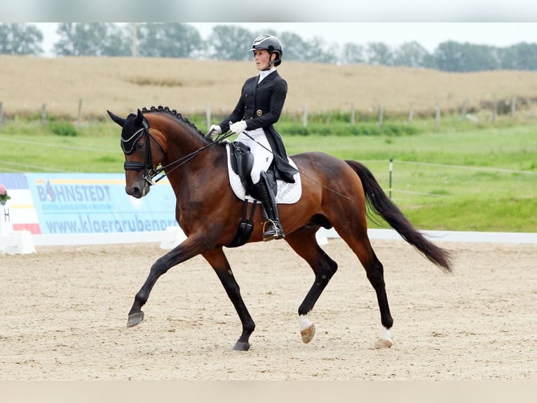 Mecklenburg Warmblood Stallion 10 years 16,2 hh Brown in Ganschow
