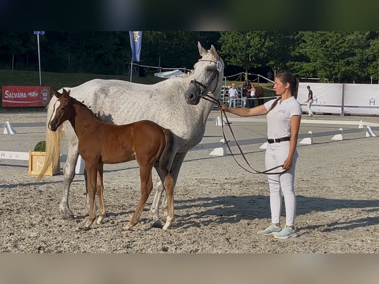 Mecklenburg Warmblood Stallion 1 year 16.1 hh Brown in Papenhagen