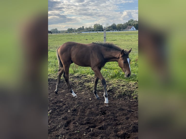 Mecklenburg Warmblood Stallion 1 year 16.1 hh Brown in Papenhagen