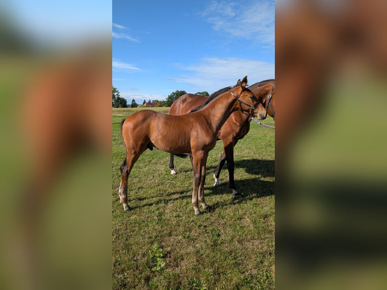 Mecklenburg Warmblood Stallion 1 year 16,1 hh Brown in Picher