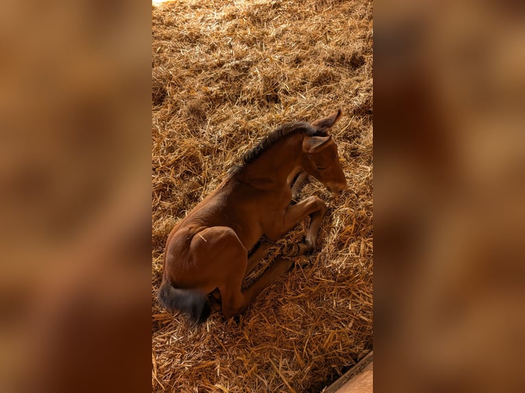 Mecklenburg Warmblood Stallion 1 year 16,1 hh Brown in Picher