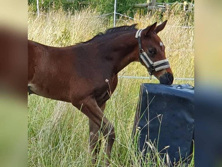 Mecklenburg Warmblood Stallion 1 year Bay-Dark in Luckau + Redefin