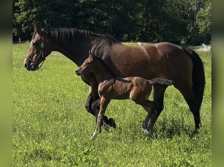 Mecklenburg Warmblood Stallion 1 year Bay-Dark in Anklam
