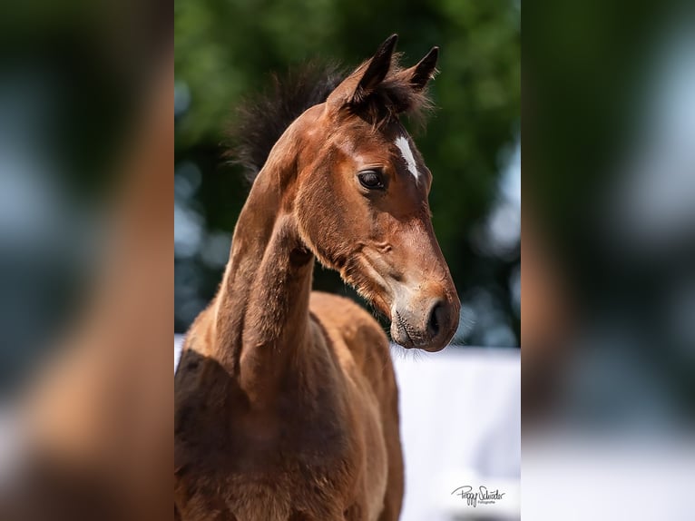 Mecklenburg Warmblood Stallion 1 year Bay-Dark in Grabowhöfe