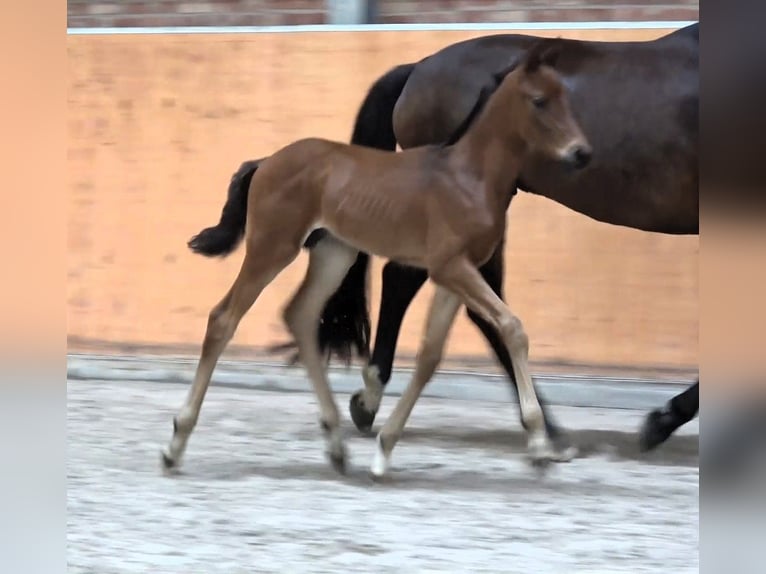 Mecklenburg Warmblood Stallion 1 year Brown in Güstrow