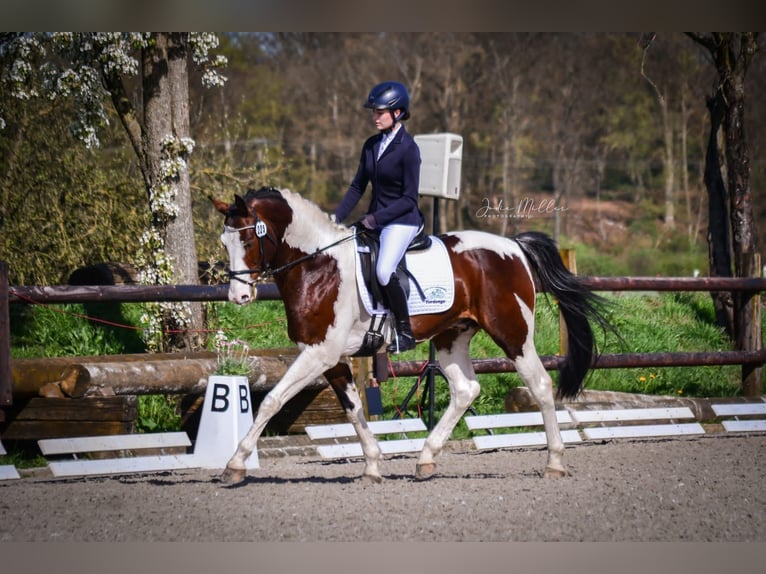 Mecklenburg Warmblood Stallion 1 year Brown in Luckau