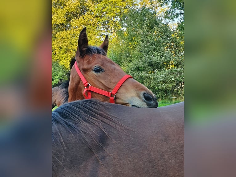 Mecklenburg Warmblood Stallion 1 year Brown in Luckau