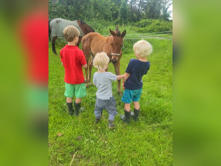 Mecklenburg Warmblood Stallion 1 year Brown in Luckau