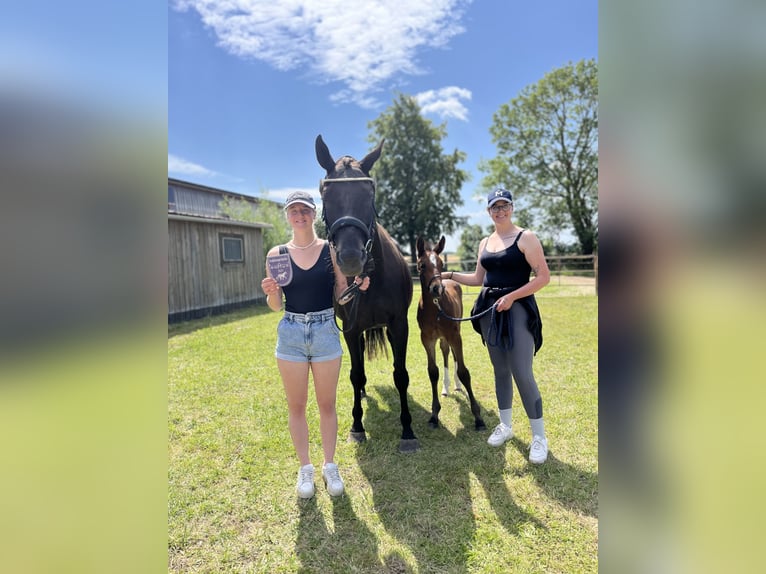 Mecklenburg Warmblood Stallion 1 year Brown in Zarnewanz Süderholz