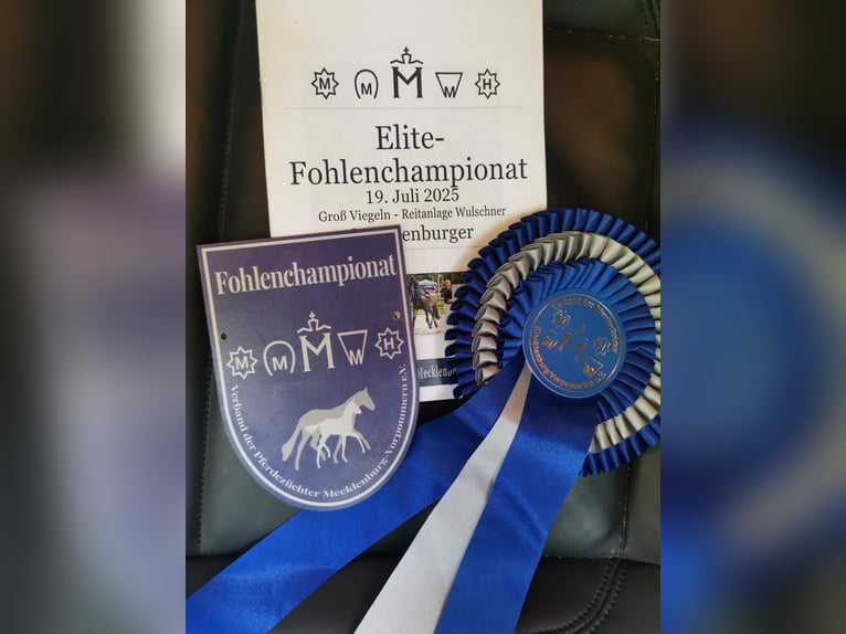 Mecklenburg Warmblood Stallion 1 year Brown in Zarnewanz Süderholz